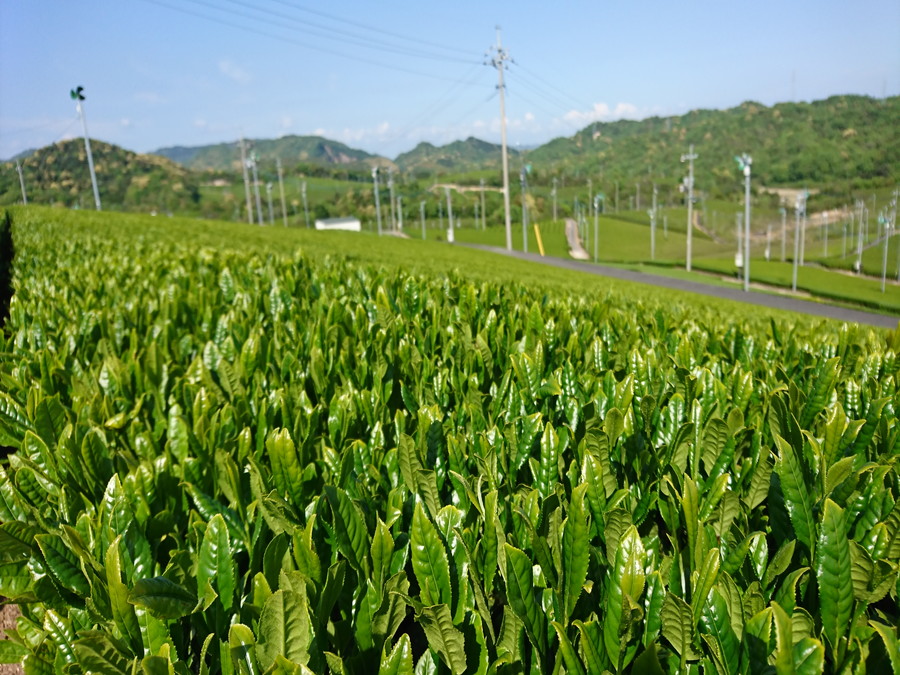 広い畑
