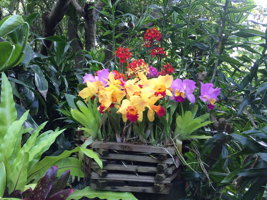 植え寄せ